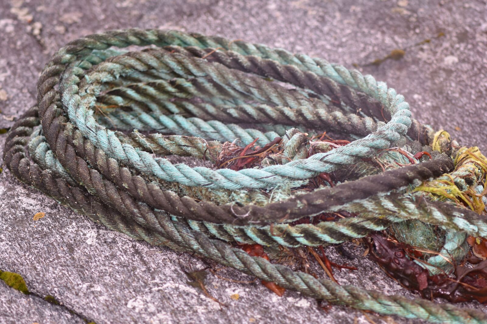 Nikon D5500 sample photo. Dew, rope, flotsam photography