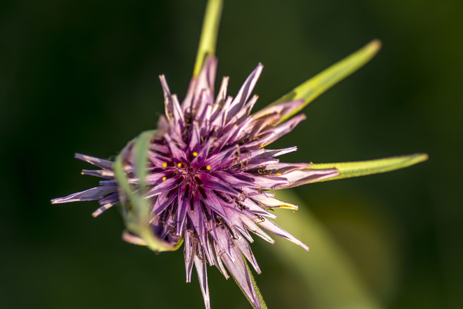 Nikon D5200 sample photo. Flower, thistle, purple photography