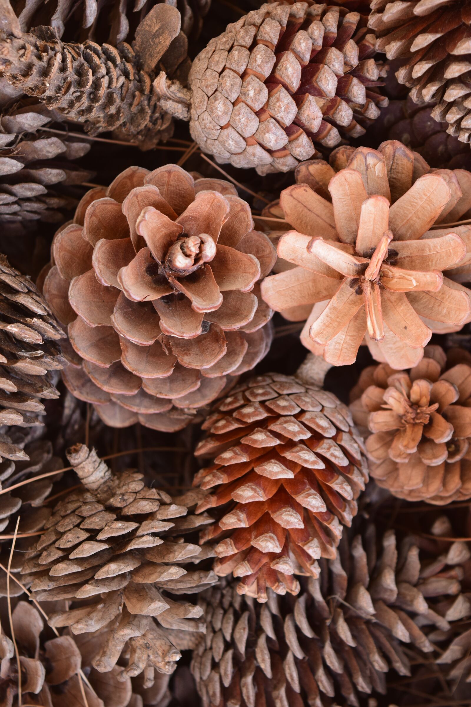 Nikon D3300 sample photo. Tap, pine cones, nature photography