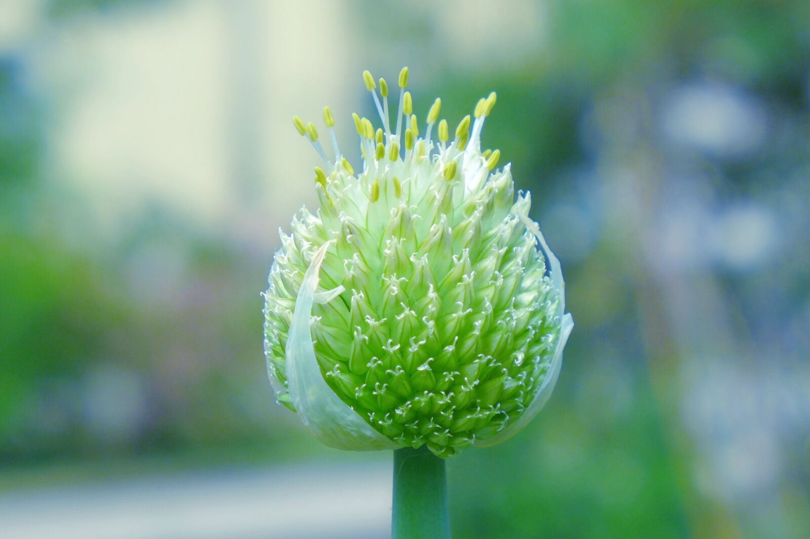 Panasonic Lumix DMC-LX7 sample photo. Blossom, bloom, onion photography