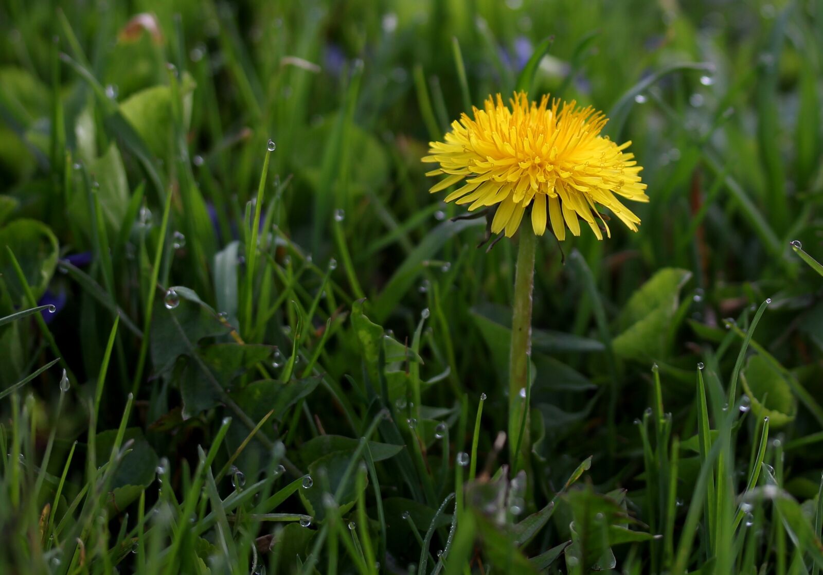 Canon EF-S 60mm F2.8 Macro USM sample photo. Dandelion, yellow, dew photography
