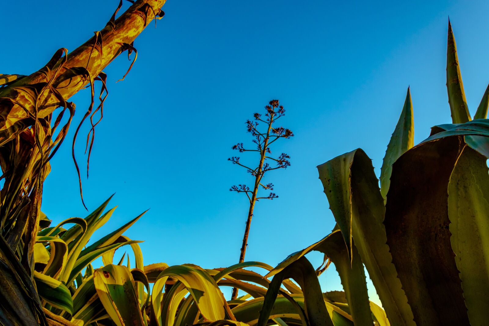 Nikon D5300 sample photo. Agave, stem, cactus photography