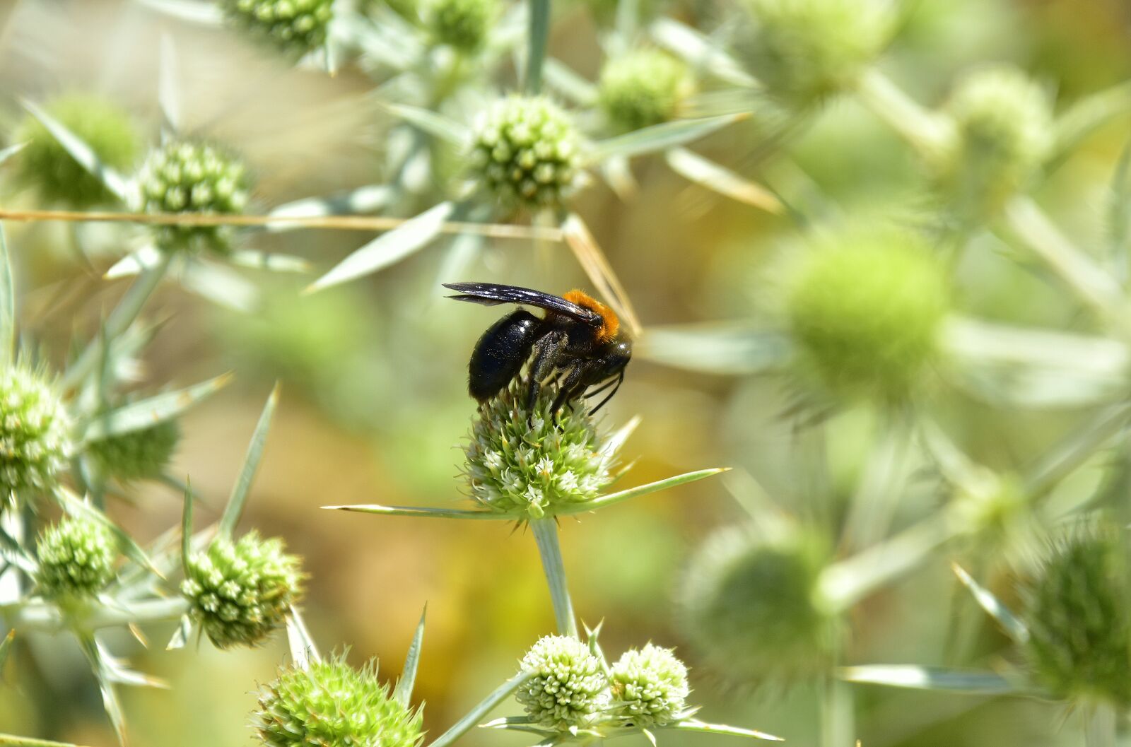 Nikon D7200 sample photo. Garden, flowers, insects photography
