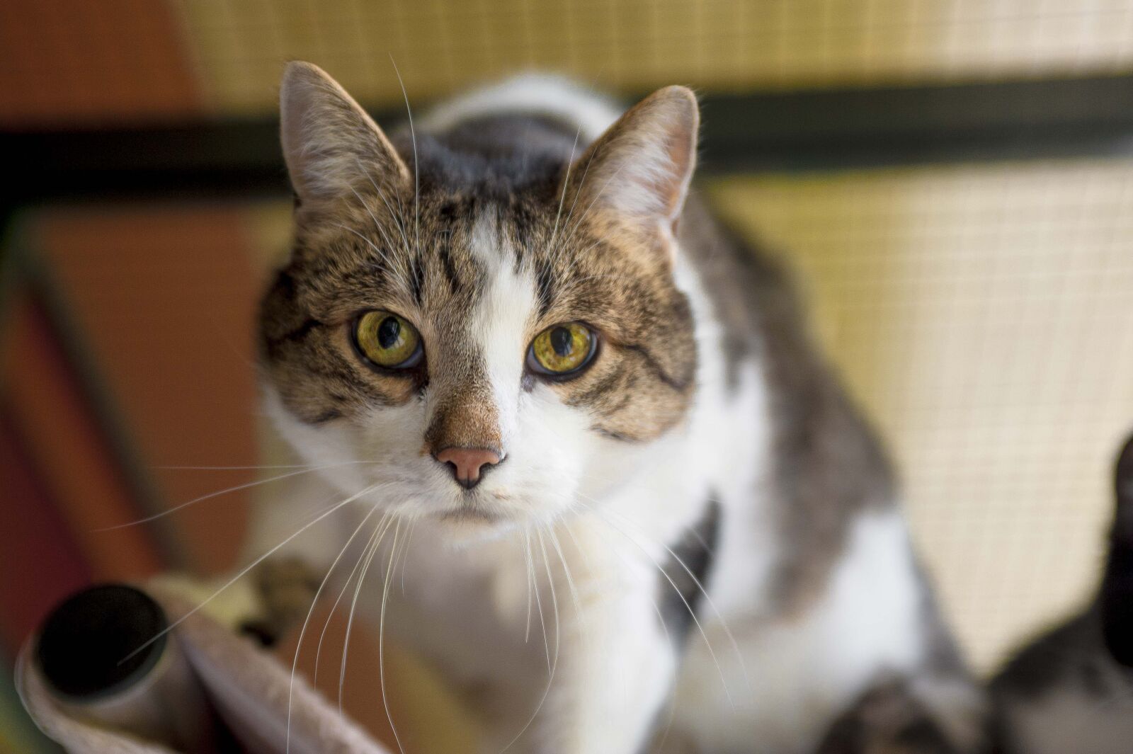 Nikon D700 sample photo. Cat, tiger cat, domestic photography