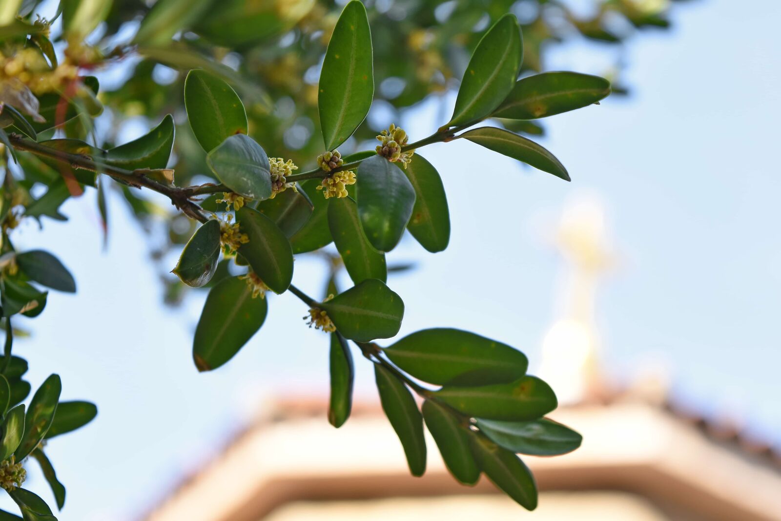 Nikon D5500 sample photo. Nature, tree, flora, leaf photography