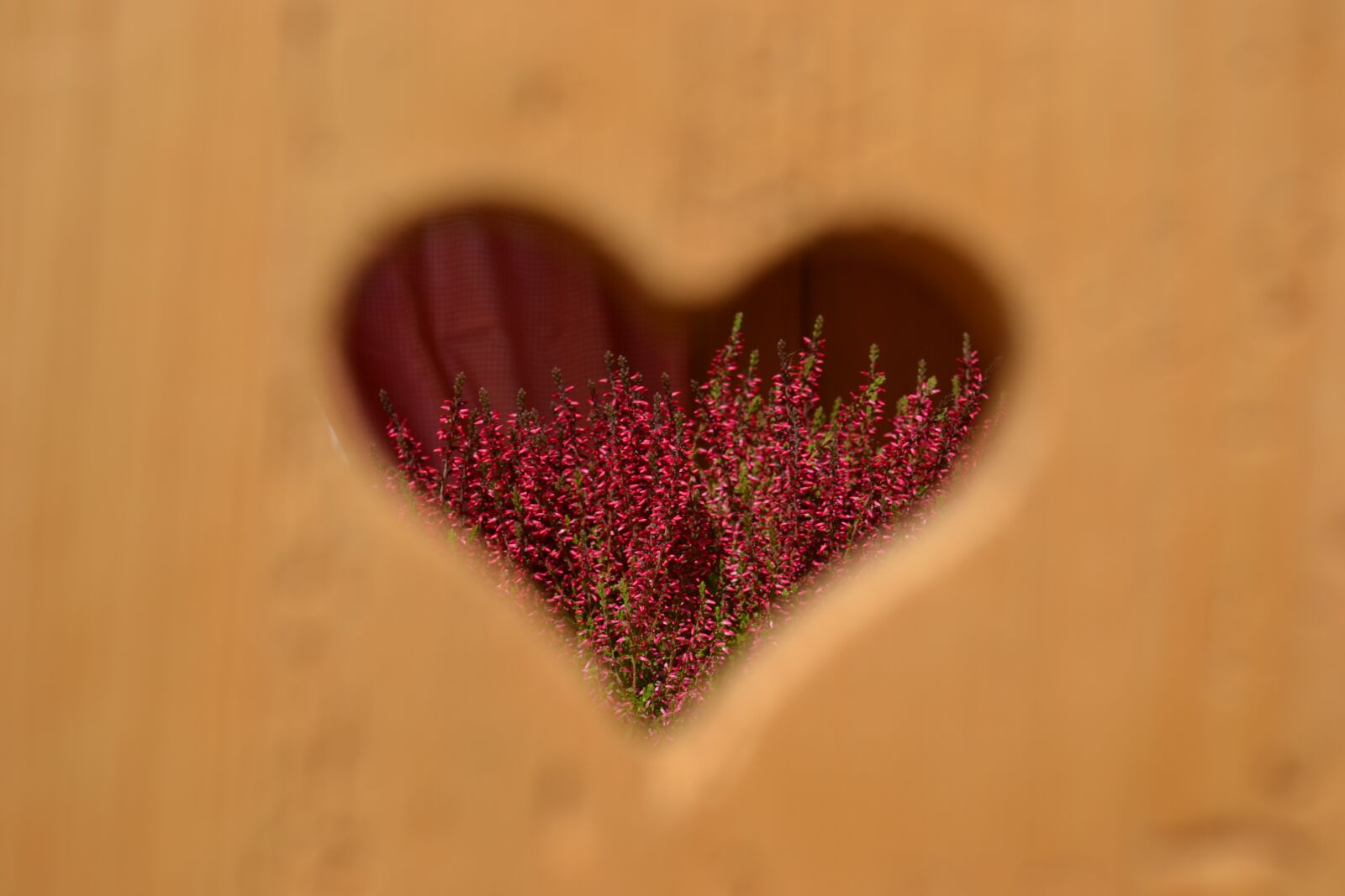 Nikon D3100 sample photo. Heart, love, wood photography