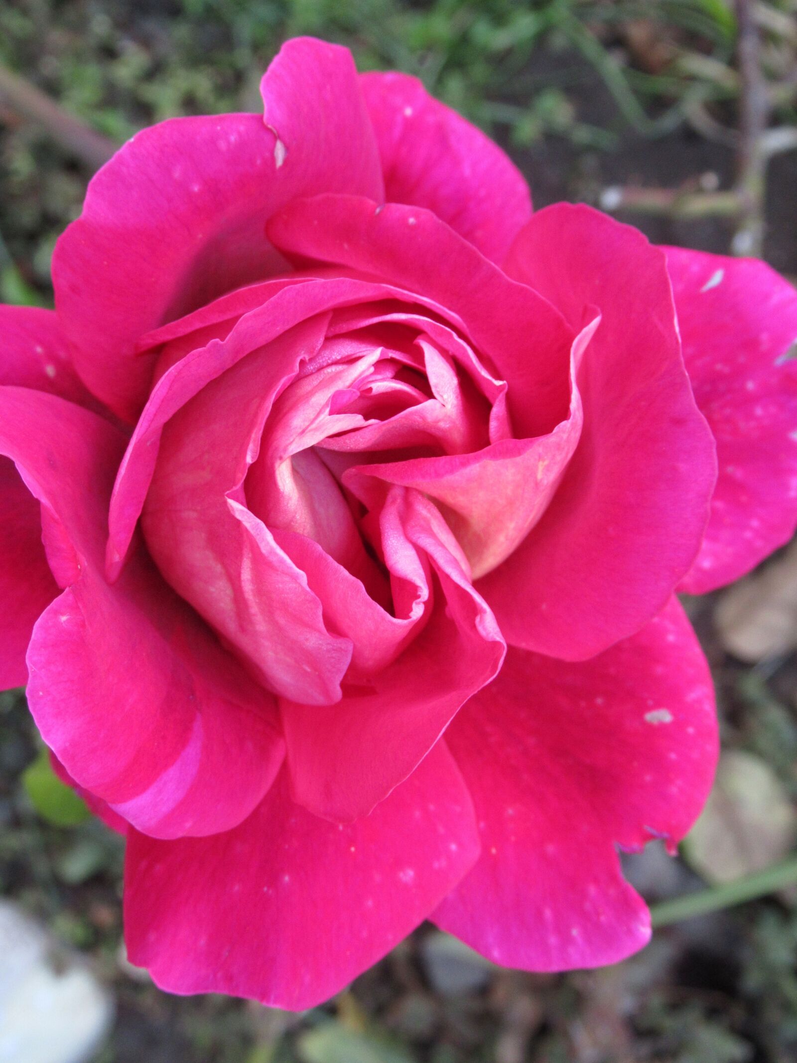 Canon PowerShot SX620 HS sample photo. Garden, rose, petals photography