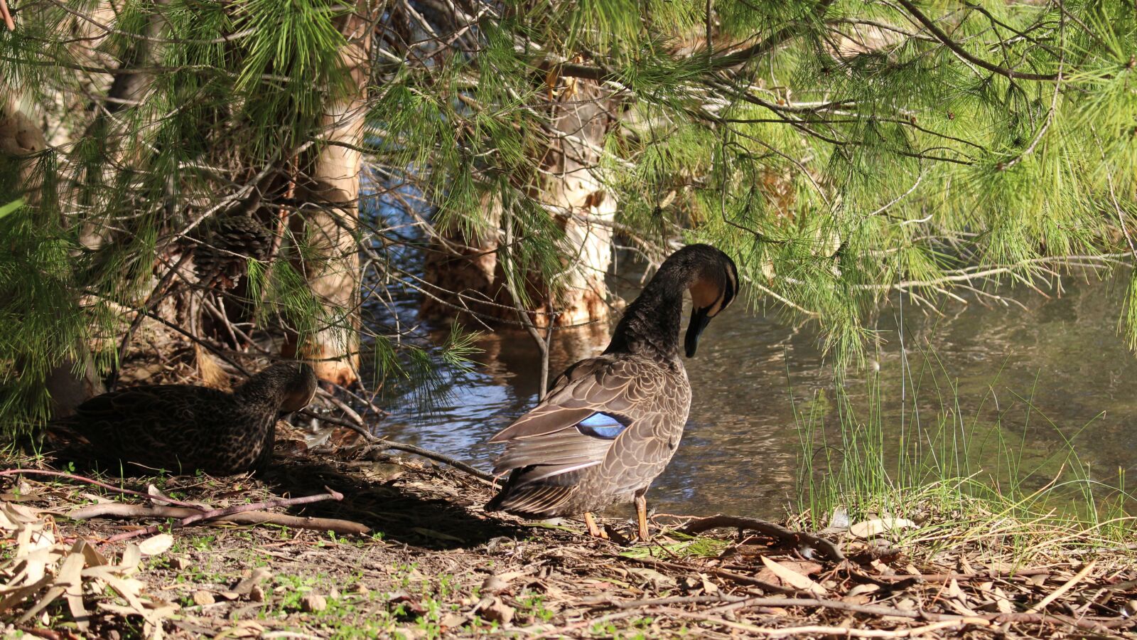 Canon EOS 700D (EOS Rebel T5i / EOS Kiss X7i) sample photo. Pacific black ducks, ducks photography