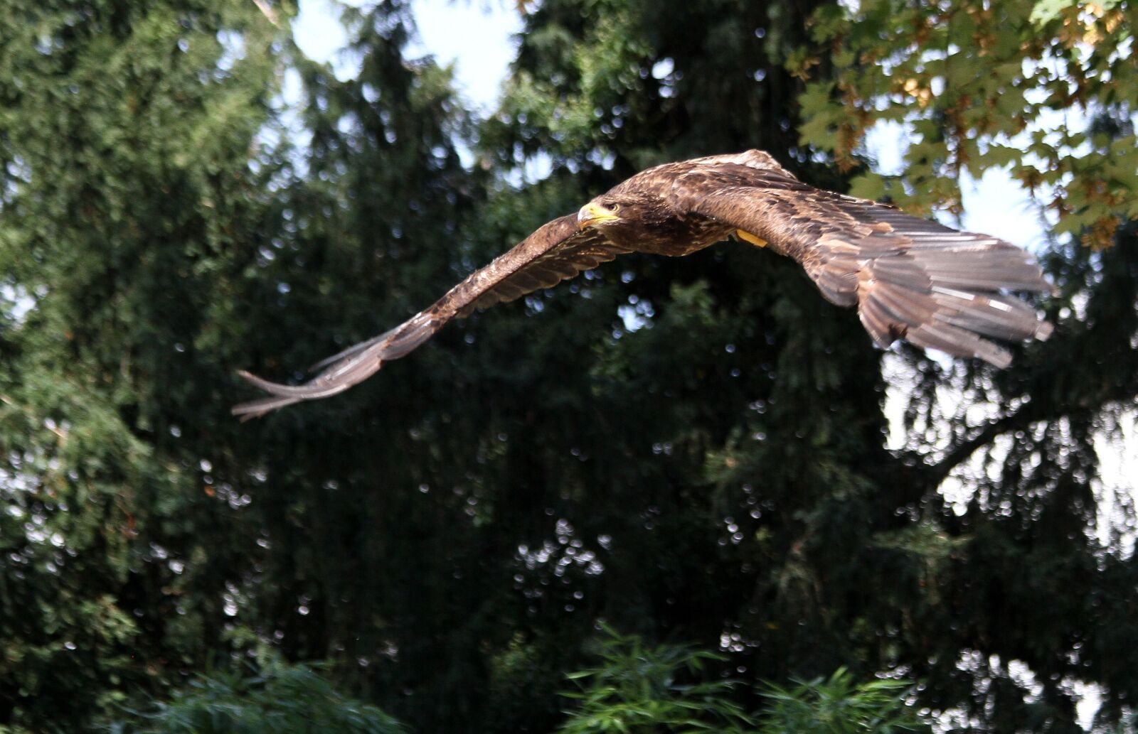 Canon EOS 7D sample photo. Eagle, raptor, bird photography