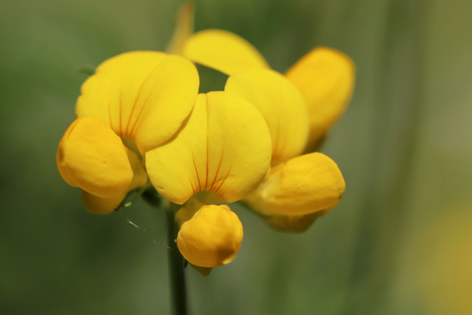 Canon EOS 800D (EOS Rebel T7i / EOS Kiss X9i) + Canon EF 100mm F2.8L Macro IS USM sample photo. Fenugreek, lotus corniculatus, meadows-horn photography