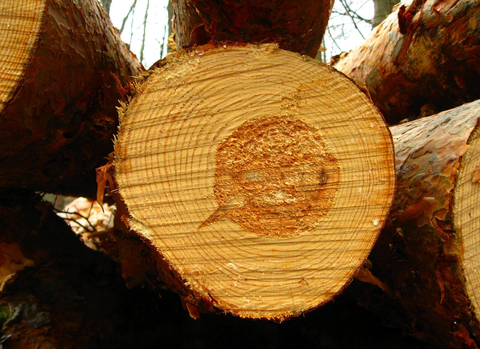 Canon DIGITAL IXUS 950 IS sample photo. Tree, log, forest photography