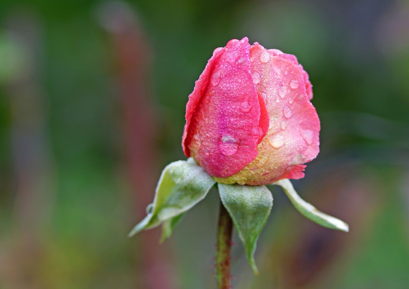 Sony a6000 sample photo. Autumn rose, nature, flower photography