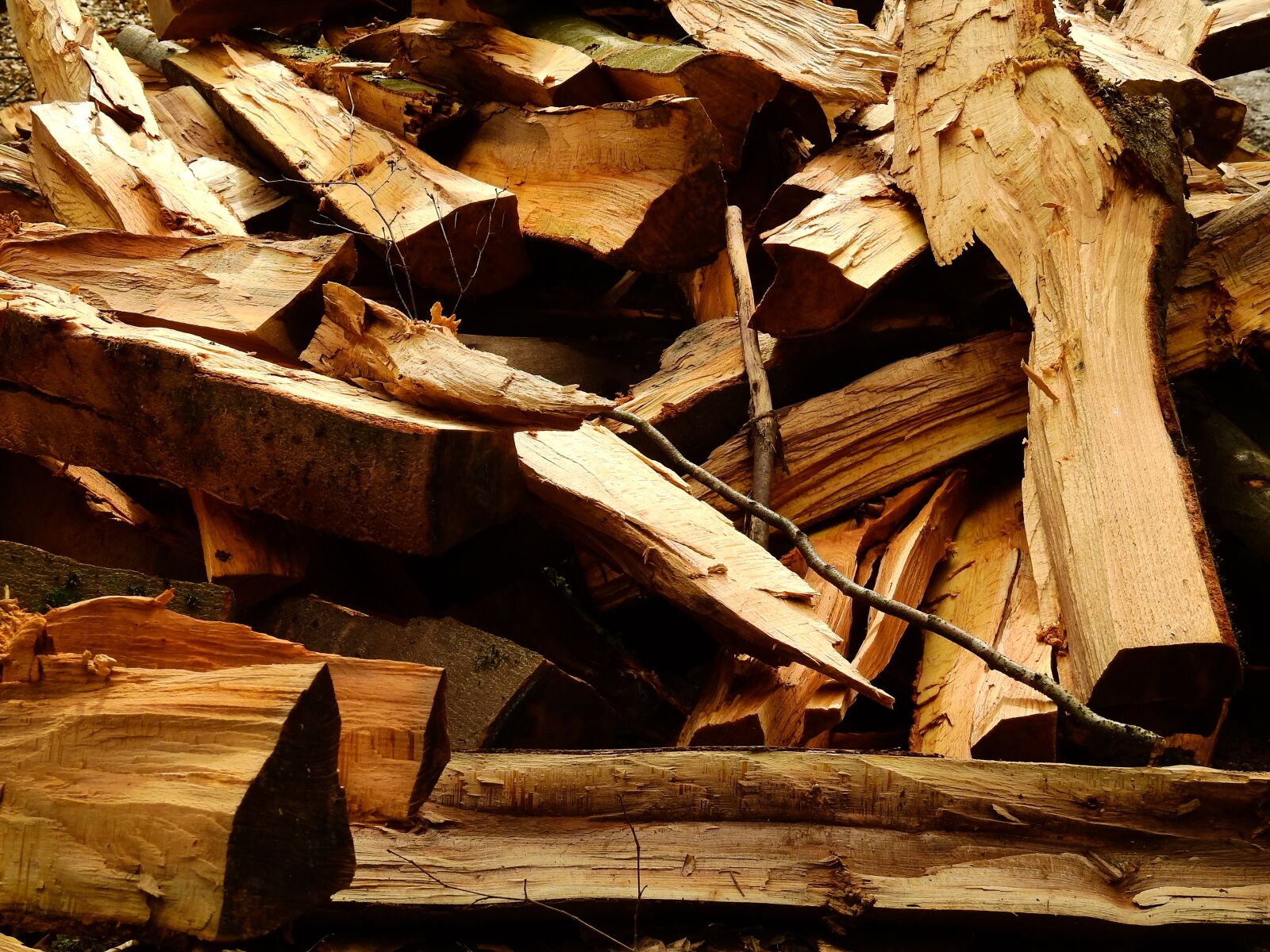 Nikon Coolpix P900 sample photo. Wood, log, firewood photography