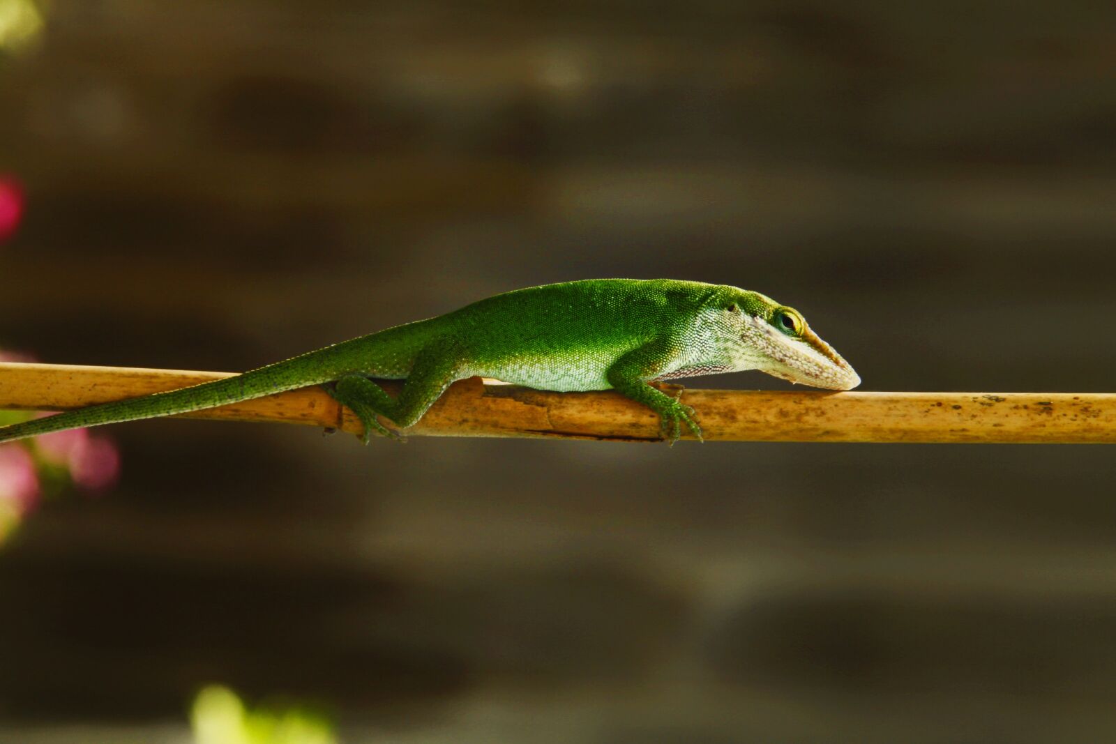 Canon EOS 7D sample photo. Lizard, green, nature photography
