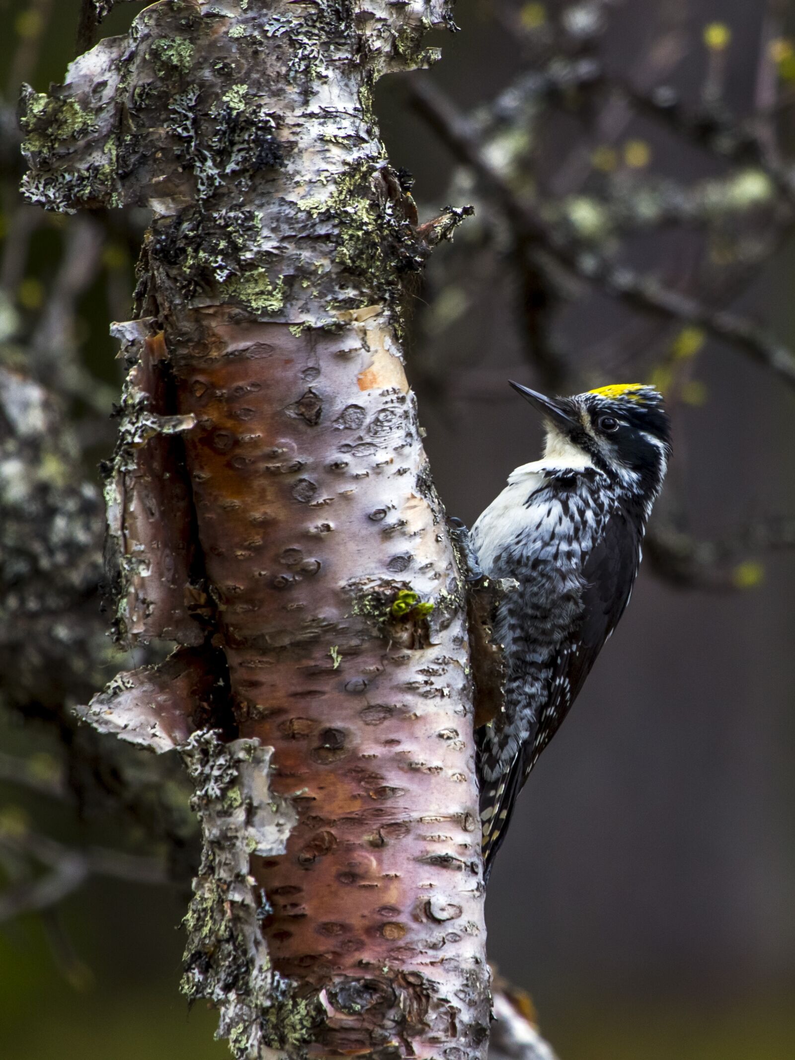 Canon EOS 7D + Canon EF 100-400mm F4.5-5.6L IS USM sample photo. Tretåspett, bird, birch photography