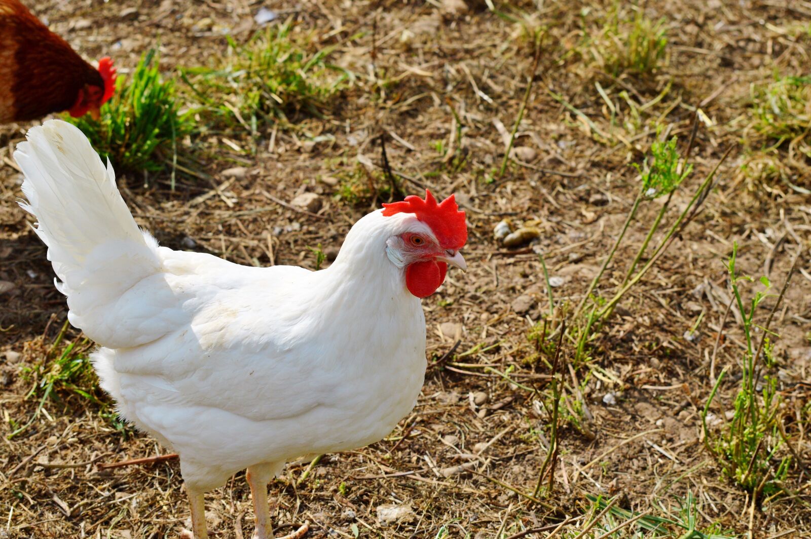 Nikon D3200 sample photo. Chicken, hen, poultry photography