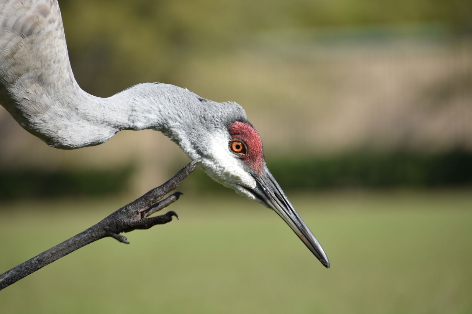 Nikon D3400 sample photo. Birds, crane, sandhill crane photography