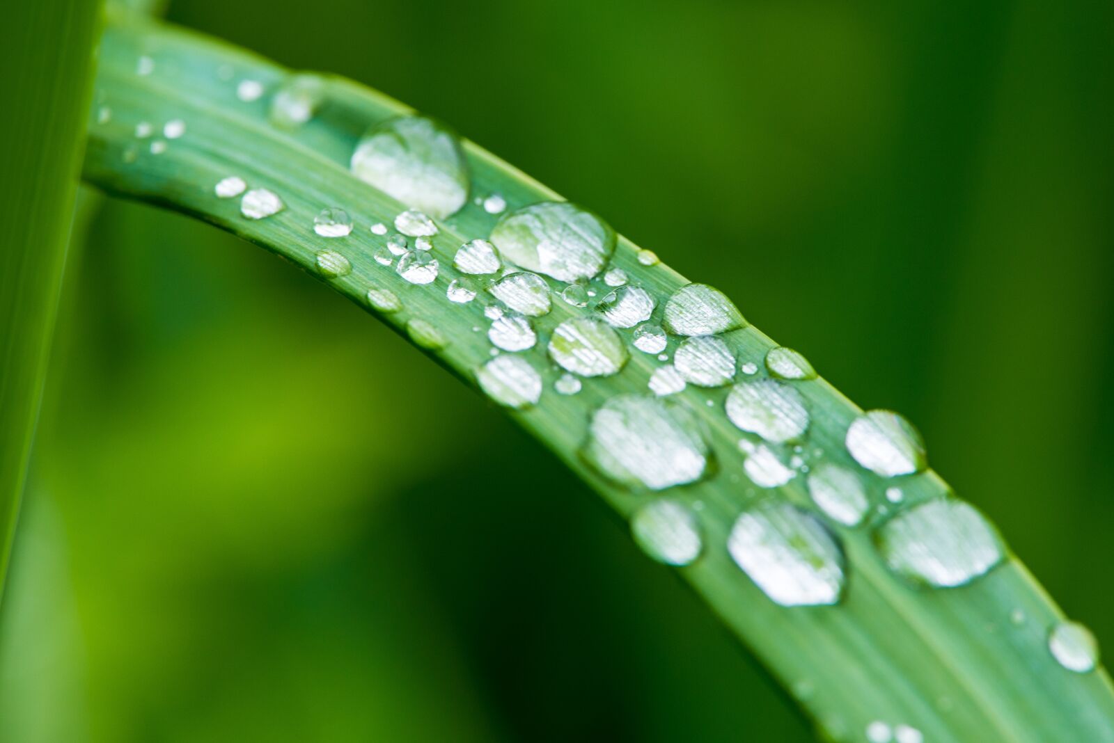 Nikon D810 sample photo. Plant, dew, nature photography