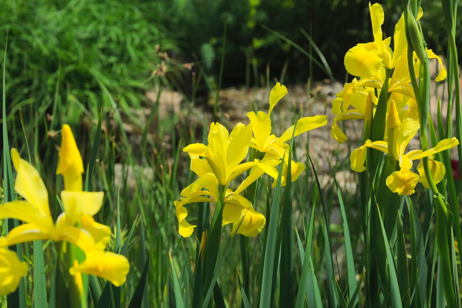 Nikon D3300 sample photo. Flowers, yellow, nature photography