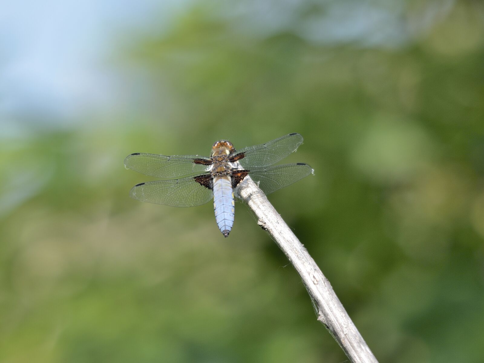 Nikon D7100 sample photo. Insect, dragonfly, nature photography