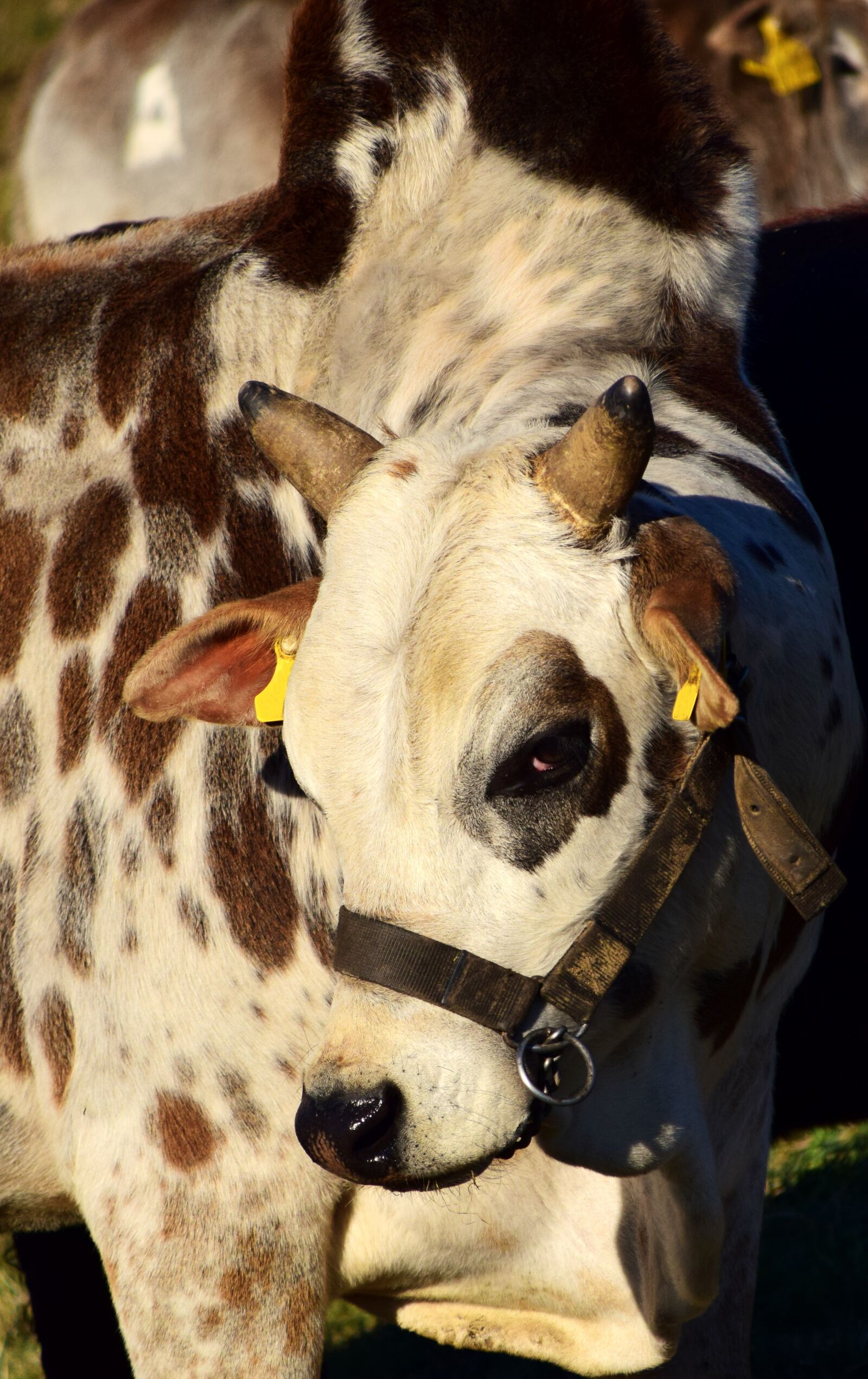 Nikon D3300 sample photo. Zebu, beef, cow photography