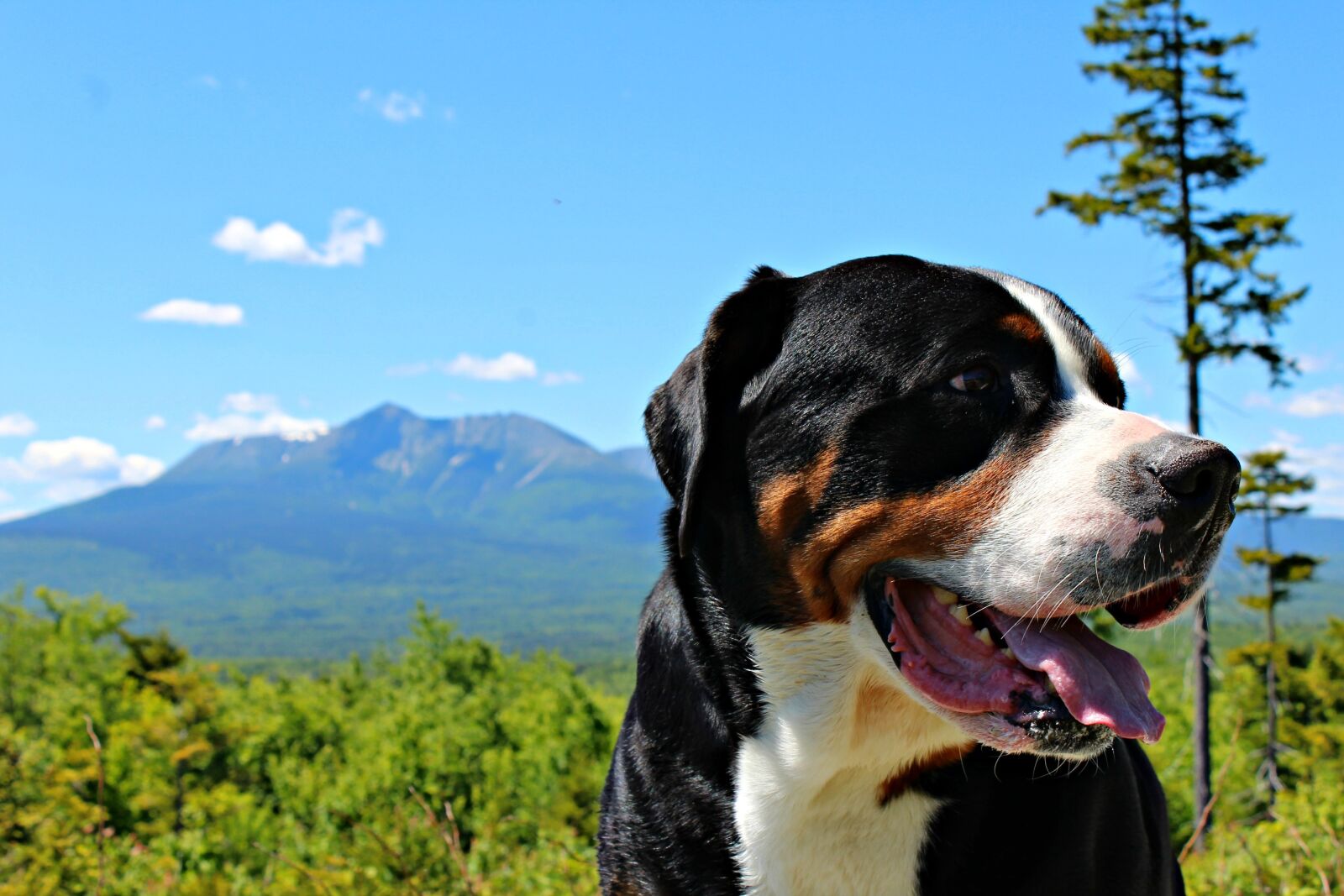 Canon EOS 1200D (EOS Rebel T5 / EOS Kiss X70 / EOS Hi) sample photo. Dog, mountain, summer photography