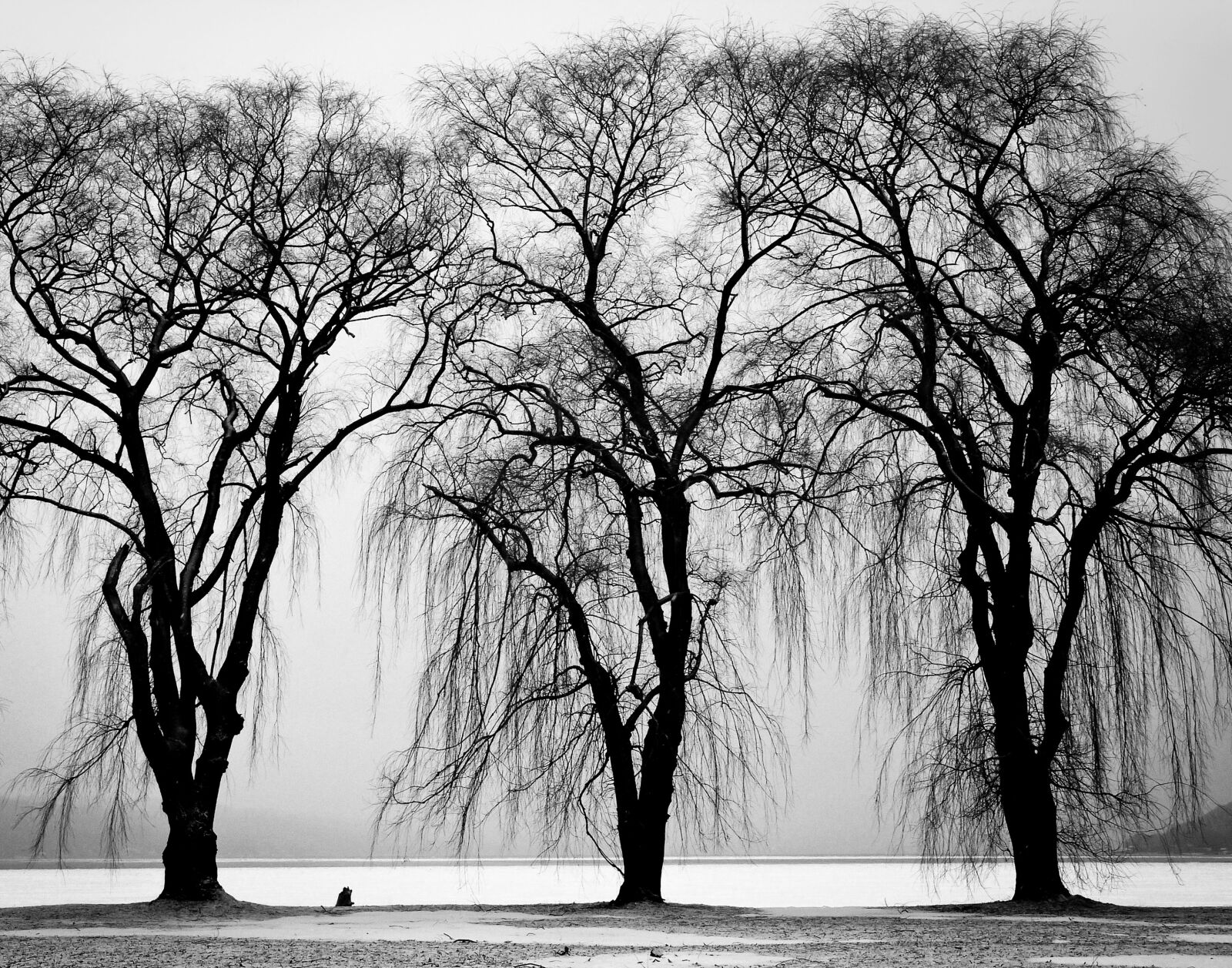 Sony DSC-F828 sample photo. Black, and, white, trees photography