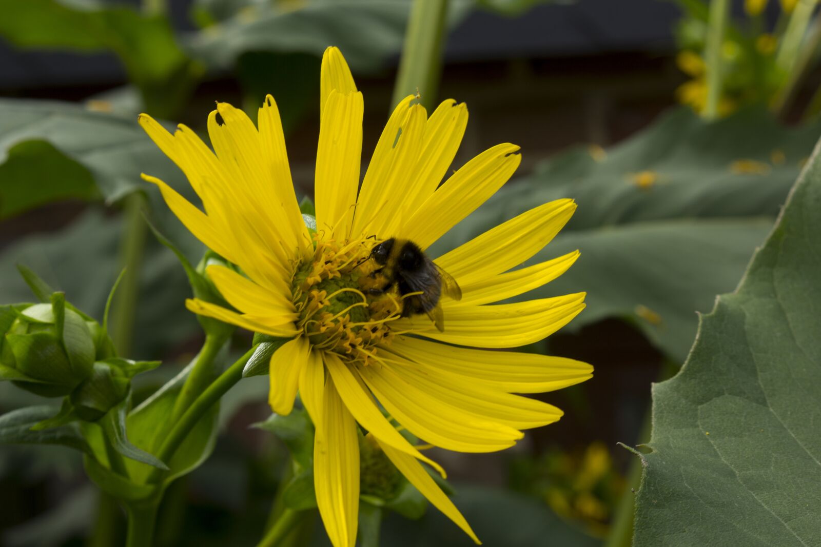 Canon EOS 60D + Canon EF-S 18-55mm F3.5-5.6 IS STM sample photo. Sunflower, bee, garden photography