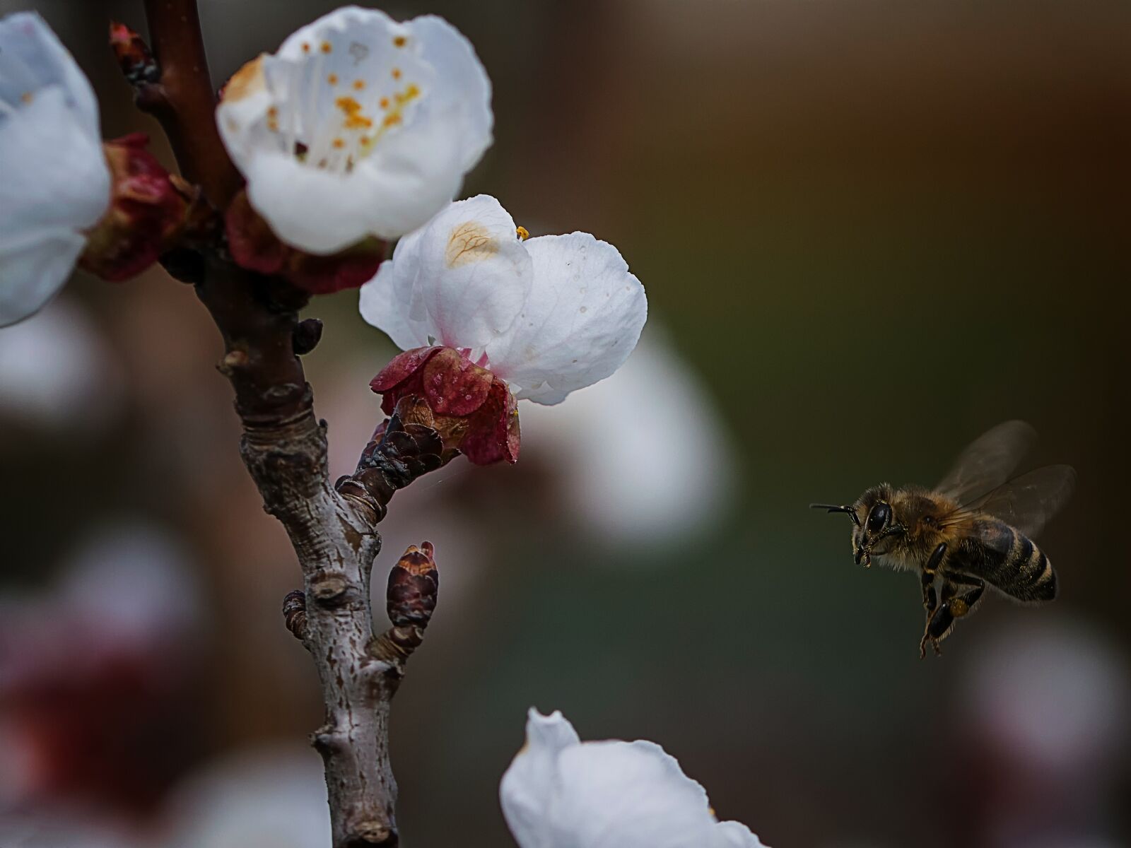 Nikon D5300 sample photo. Nature, flower, tree photography