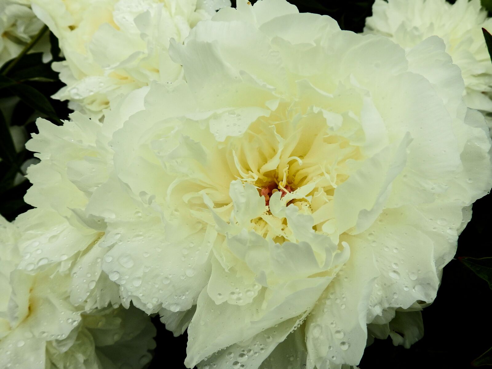 Nikon Coolpix P900 sample photo. Flower, blossom, bloom photography
