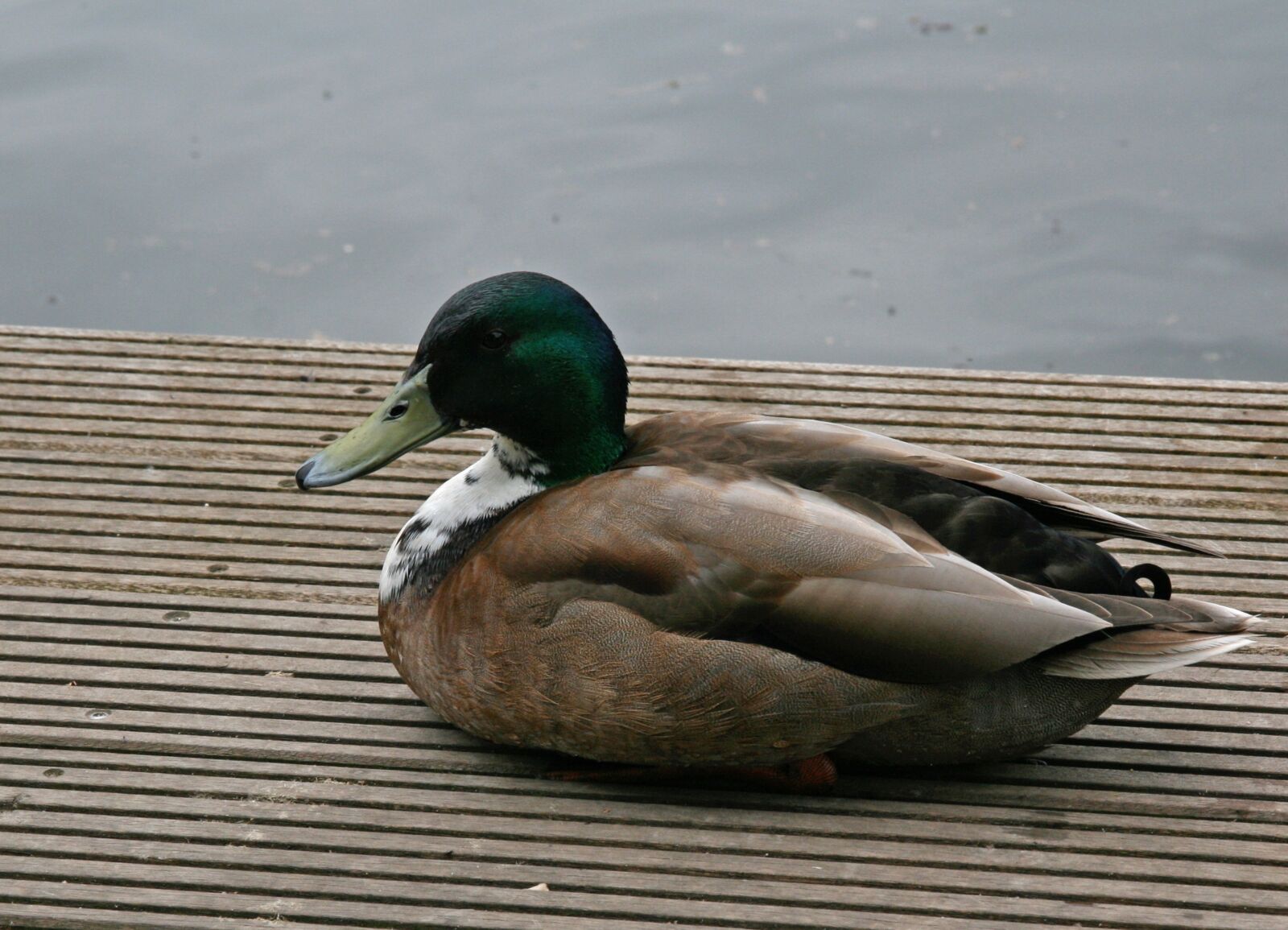 Canon EOS 400D (EOS Digital Rebel XTi / EOS Kiss Digital X) sample photo. Water bird, duck, drake photography