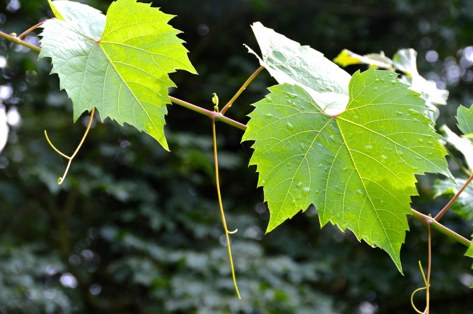 Nikon D3200 sample photo. Leaves, vine leaves, entwine photography