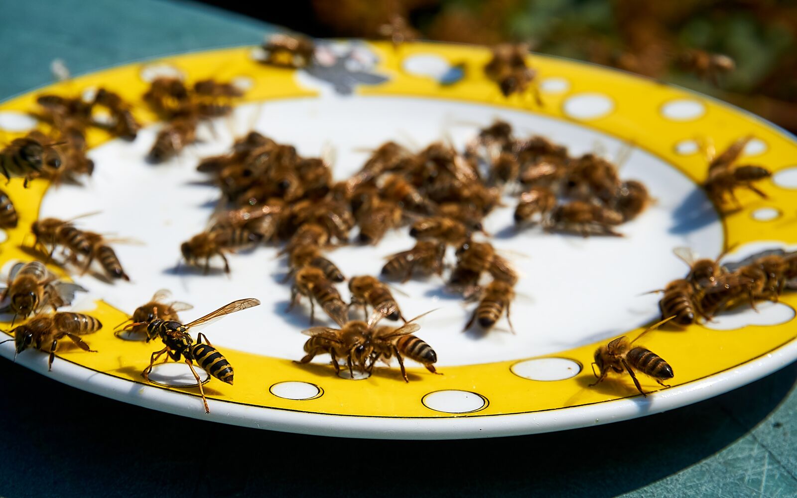 Sony a6000 sample photo. Bee, honey, feeding photography