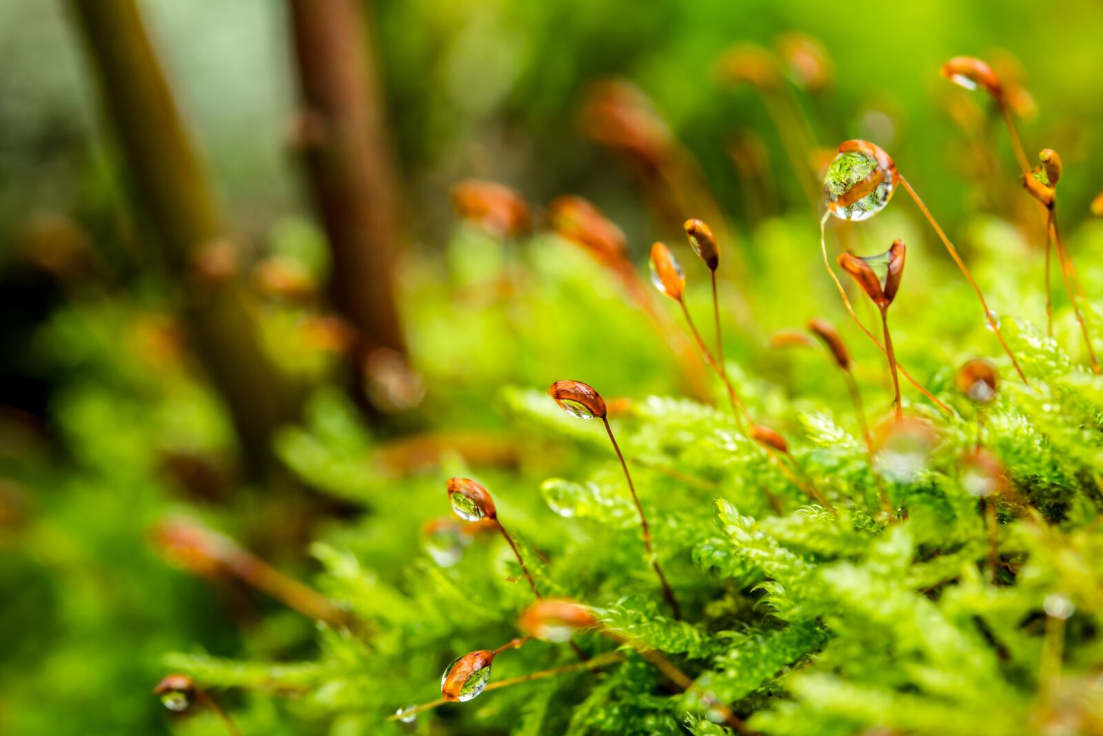 Canon EOS 750D (EOS Rebel T6i / EOS Kiss X8i) + Canon EF-S 60mm F2.8 Macro USM sample photo. Moss, dewdrop, forest floor photography