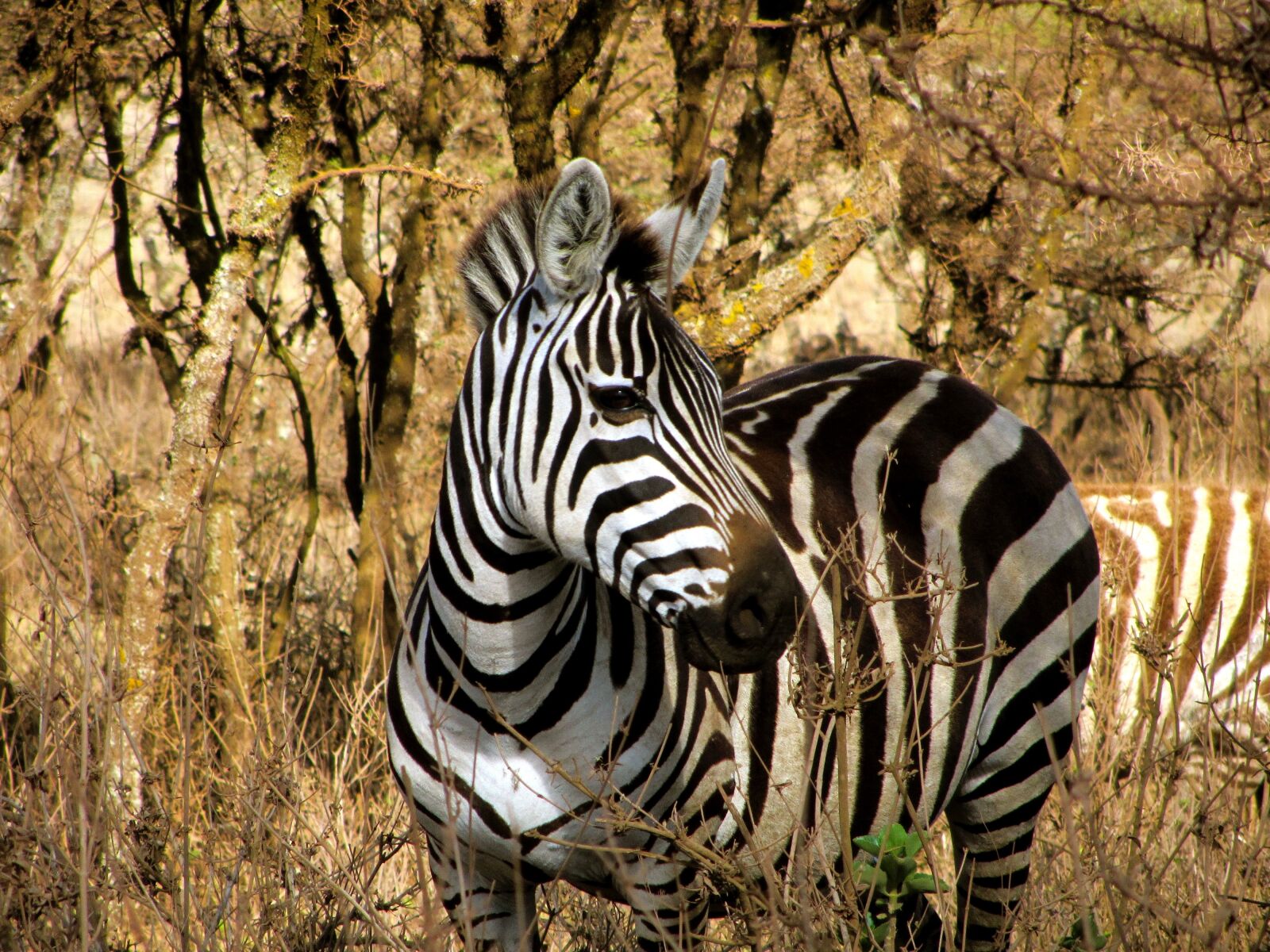 Canon PowerShot SX230 HS sample photo. Zebra, majestic, wildlife photography
