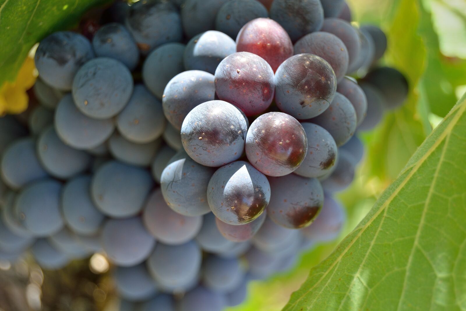 Nikon D5200 sample photo. Grapes, screw, bunch photography