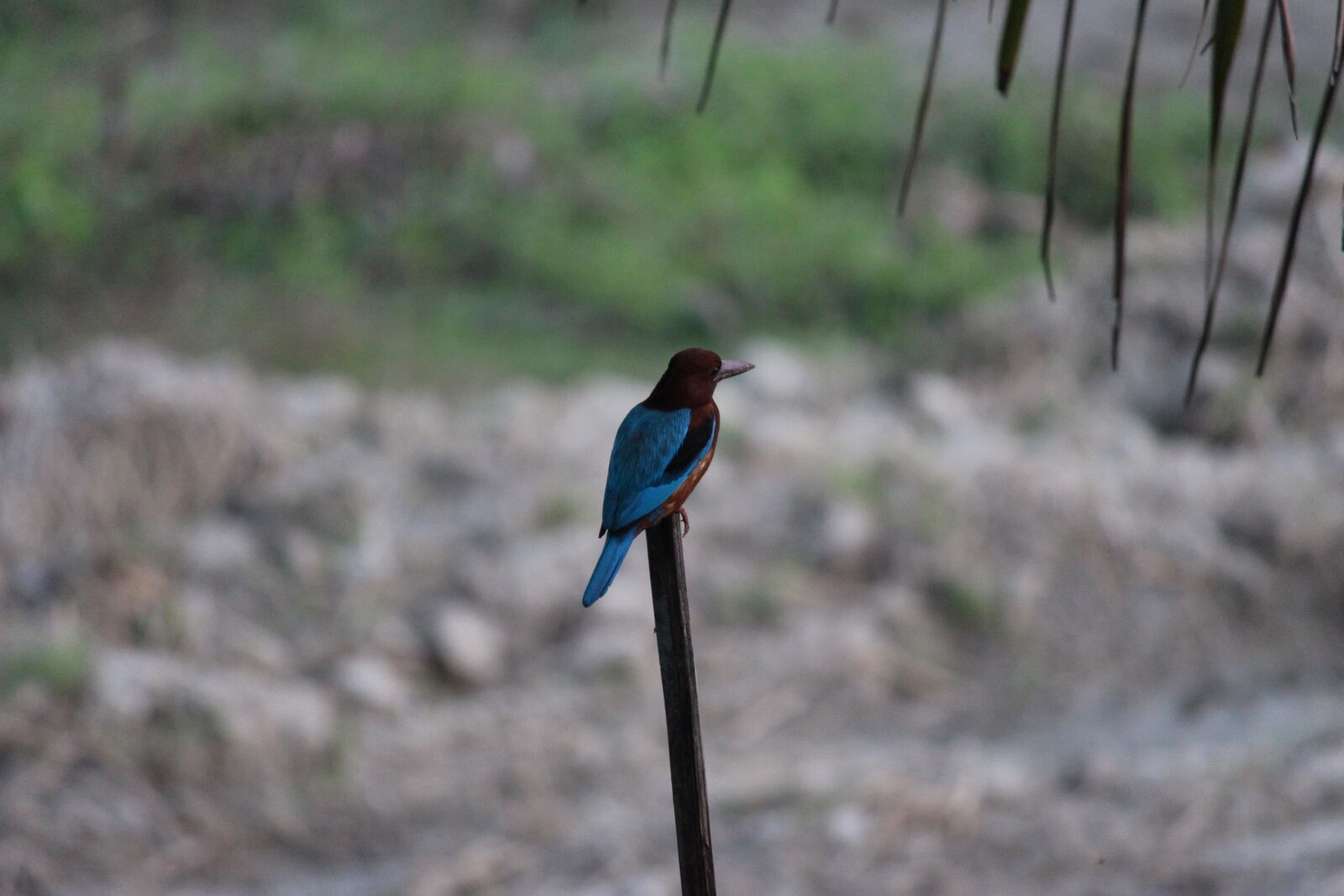 Canon EOS 700D (EOS Rebel T5i / EOS Kiss X7i) sample photo. Click, of, babl photography