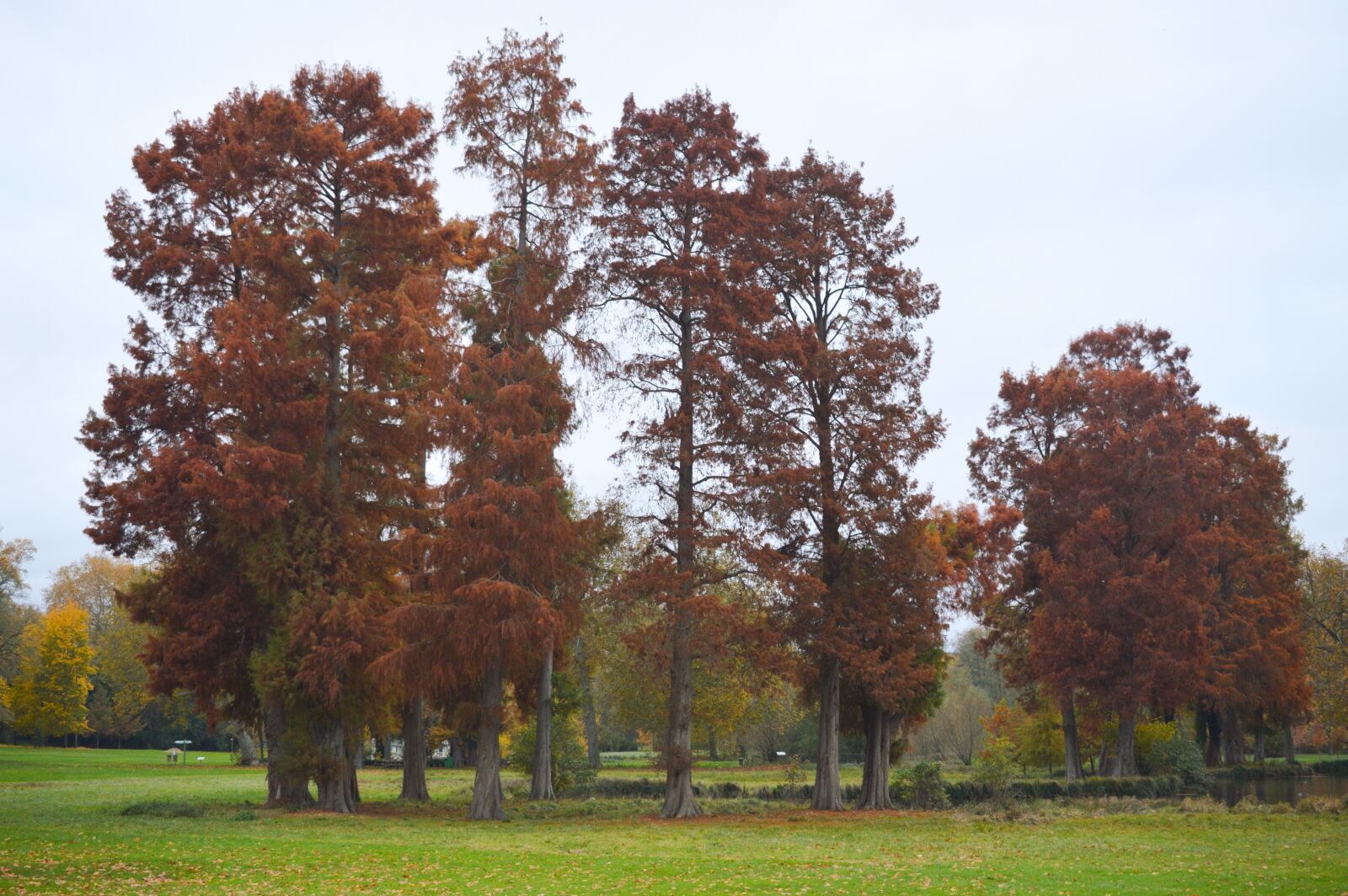 Nikon D3200 sample photo. Trees, fall, nature photography