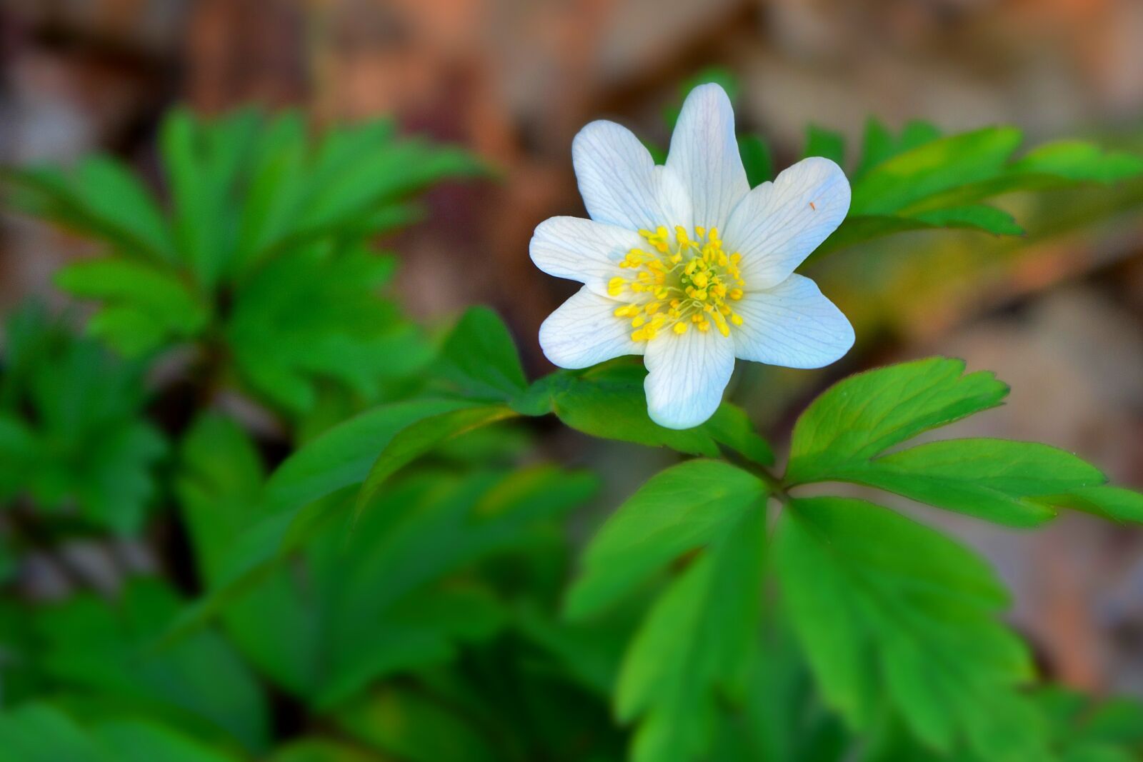 Nikon D5200 sample photo. Wood anemone, flower, white photography