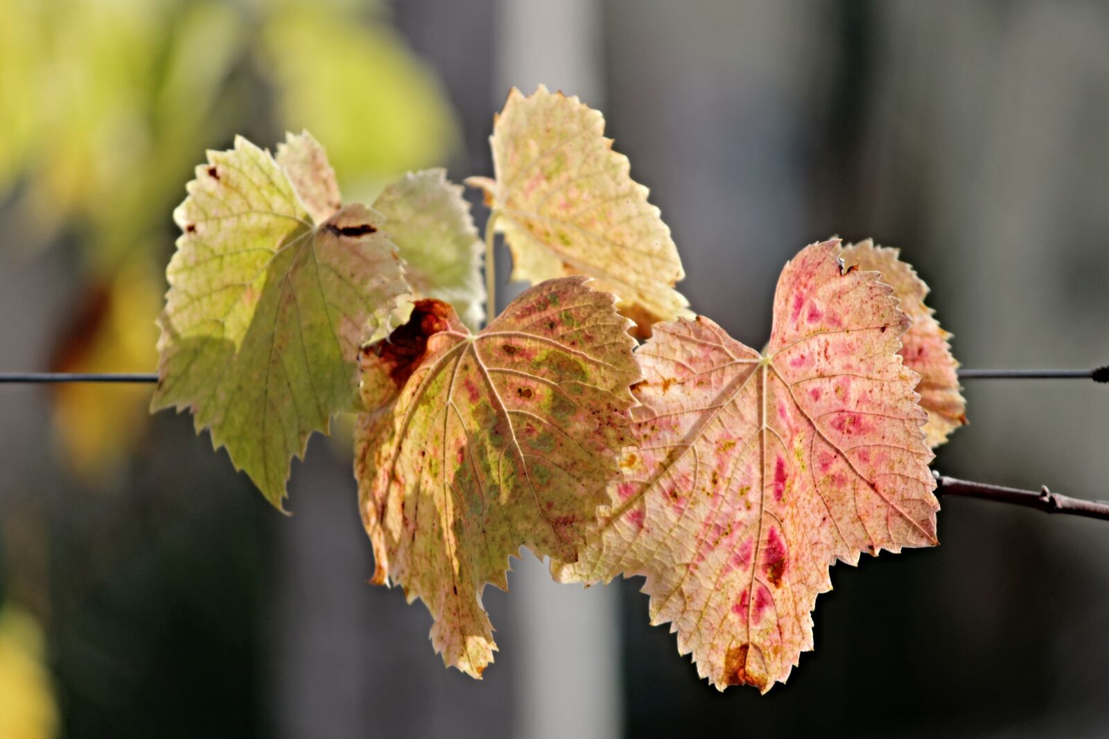 Canon EOS 1100D (EOS Rebel T3 / EOS Kiss X50) sample photo. Fall foliage, leaves, colored photography