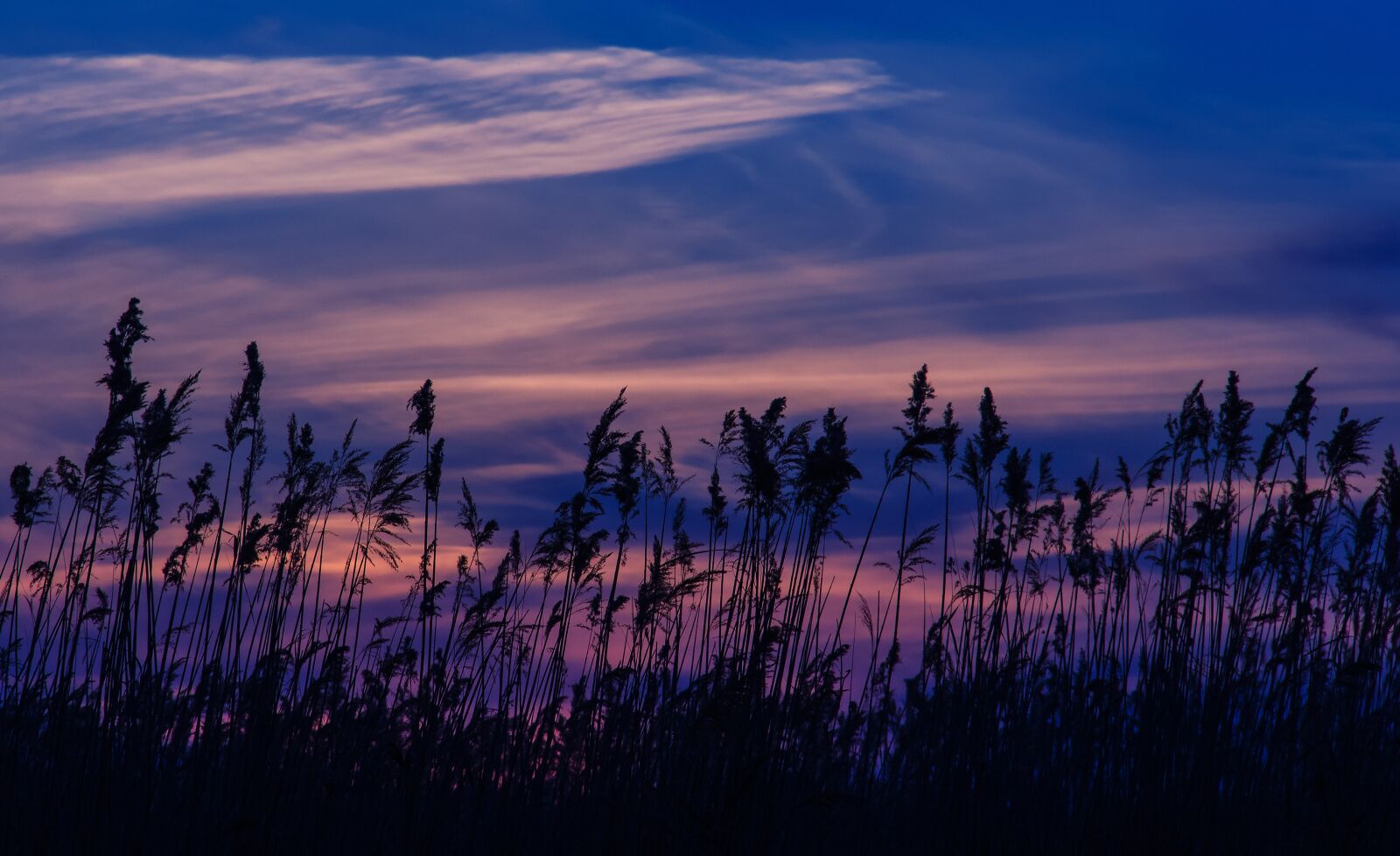 Canon EOS 550D (EOS Rebel T2i / EOS Kiss X4) sample photo. Sunset, reed, blue photography
