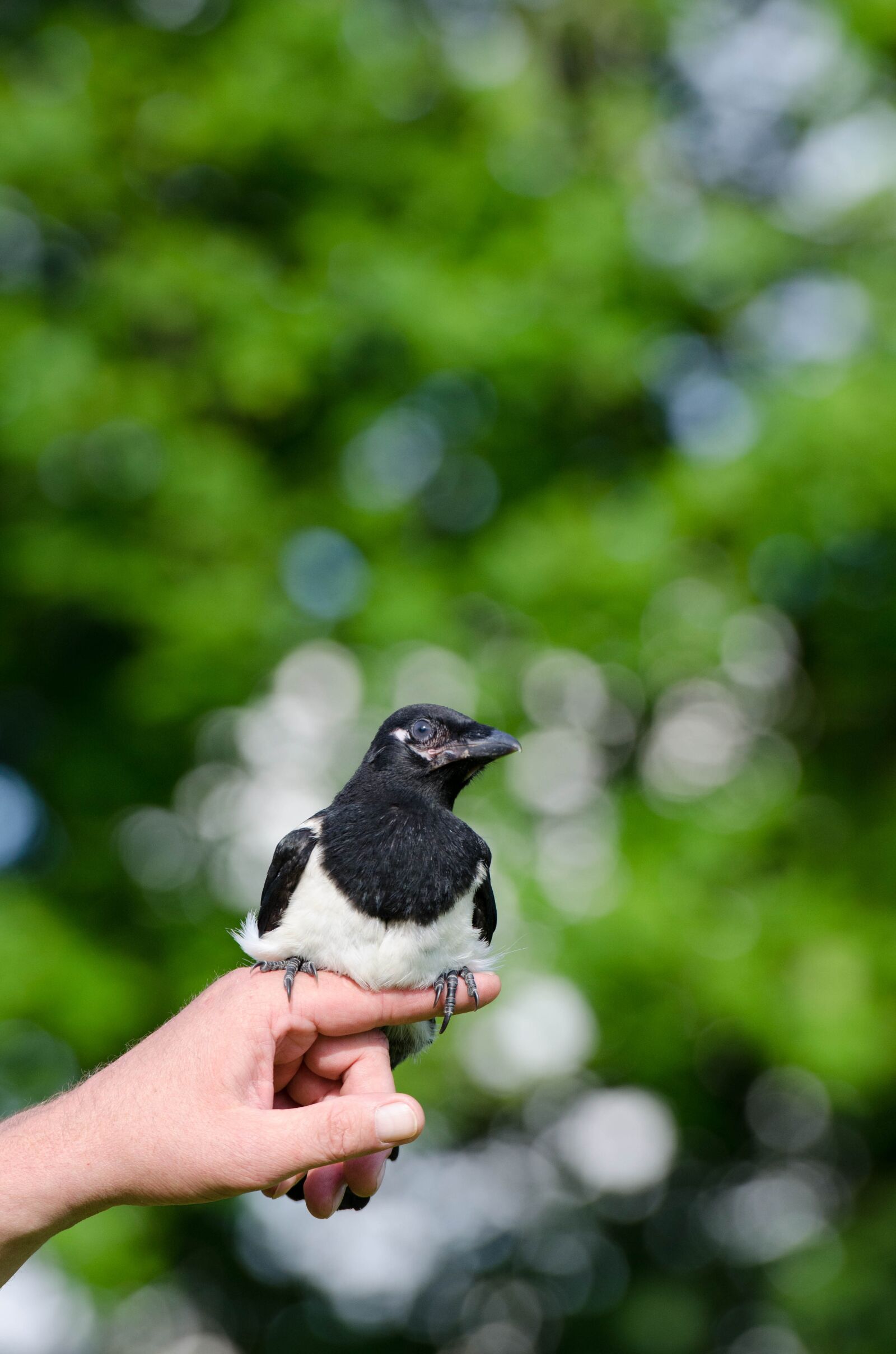 Nikon D5100 sample photo. Elster, young bird, hand photography