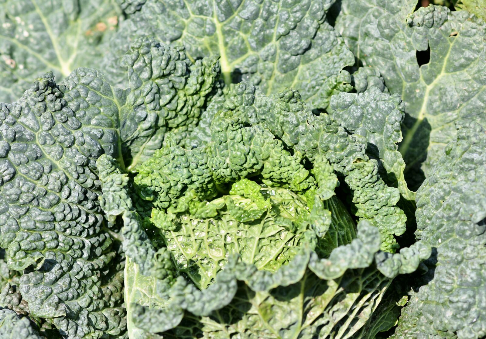 Nikon D7200 sample photo. Savoy, savoy cabbage, kohl photography