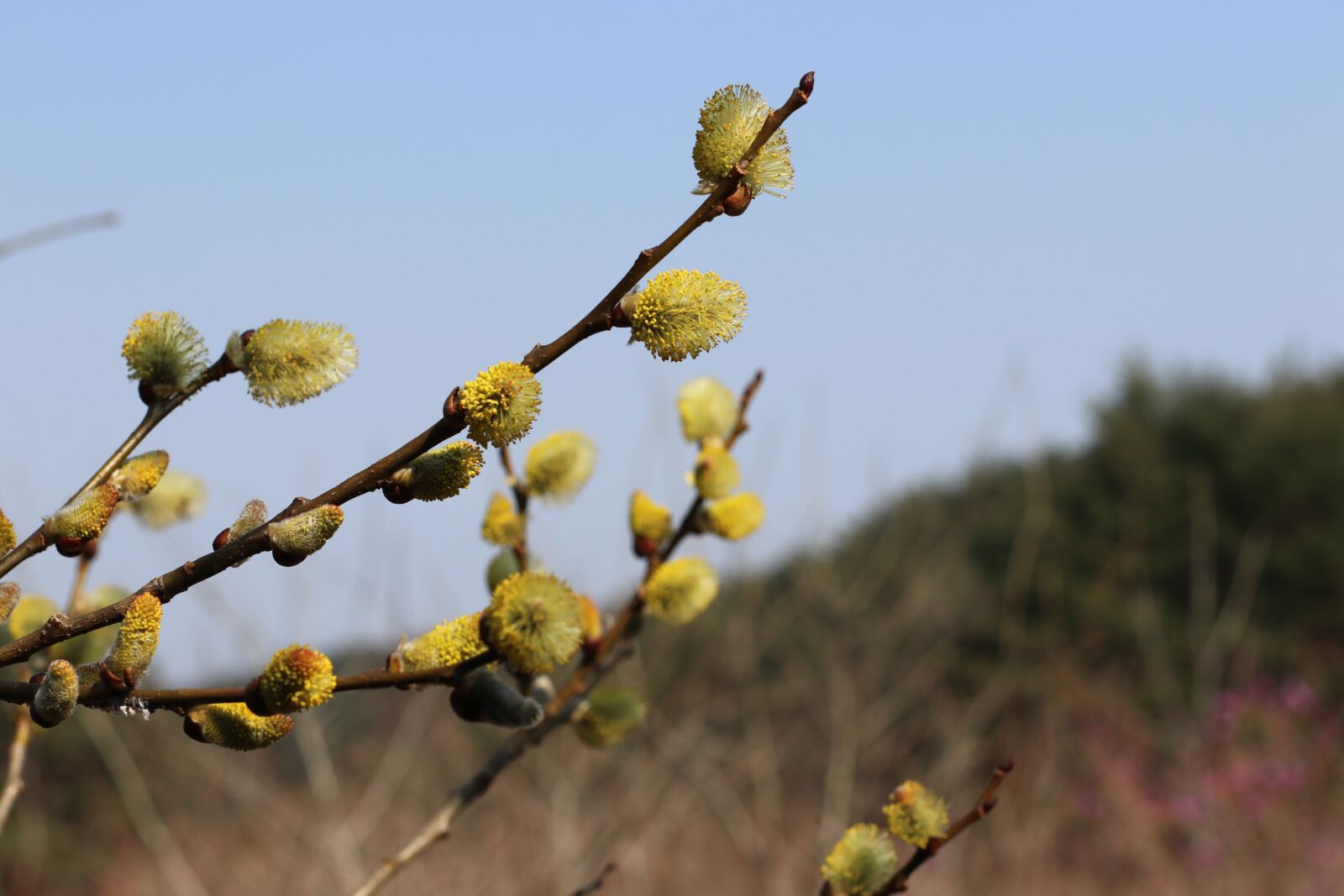 Canon EOS 80D + Canon EF 50mm F1.4 USM sample photo. Spring, flower, nature photography