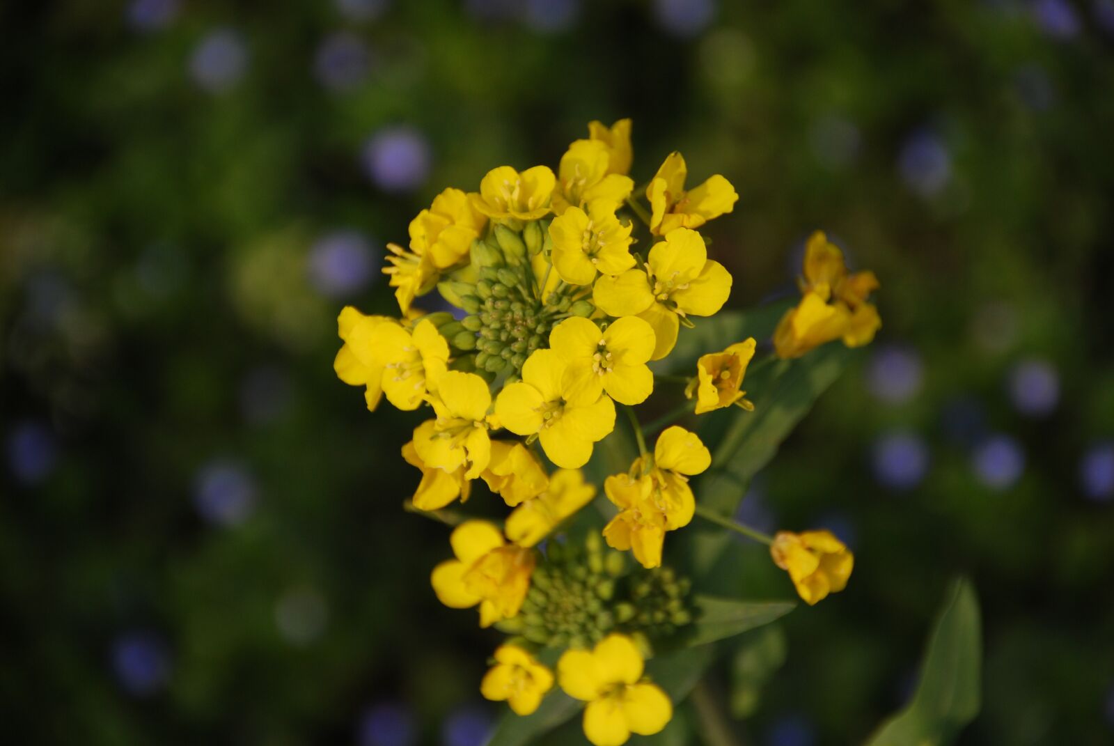 Nikon D40X sample photo. The scenery, flower, spring photography
