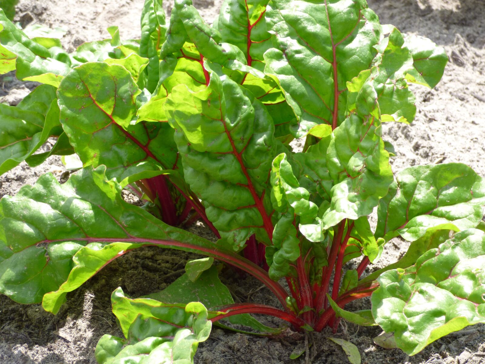 Panasonic DMC-FZ72 sample photo. Swiss chard, vegetable, plant photography