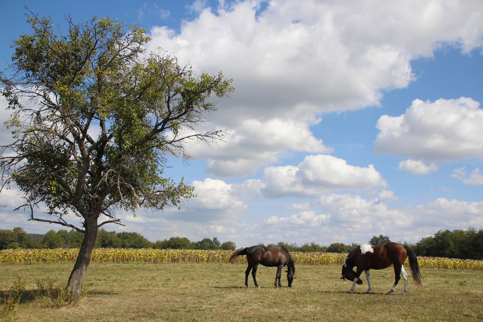 Canon EOS 700D (EOS Rebel T5i / EOS Kiss X7i) sample photo. Horses, meadow, sky photography