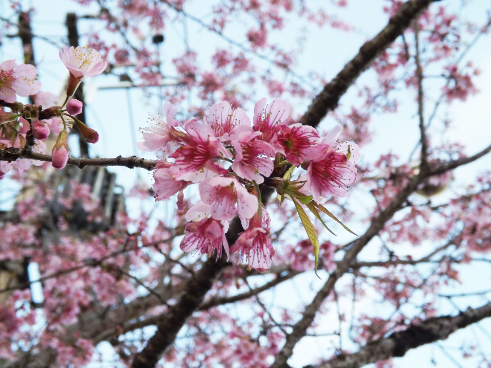 Fujifilm FinePix S4400 sample photo. Cherries, cherry, cherry, blossom photography