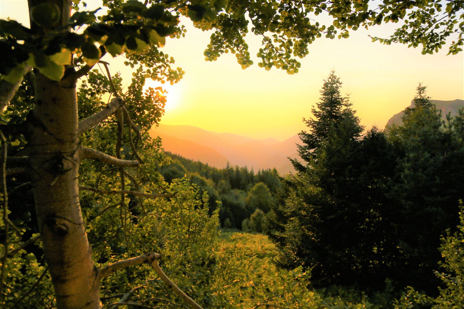 Canon EF 24-105mm F4L IS USM sample photo. Nature, forest, sunset photography