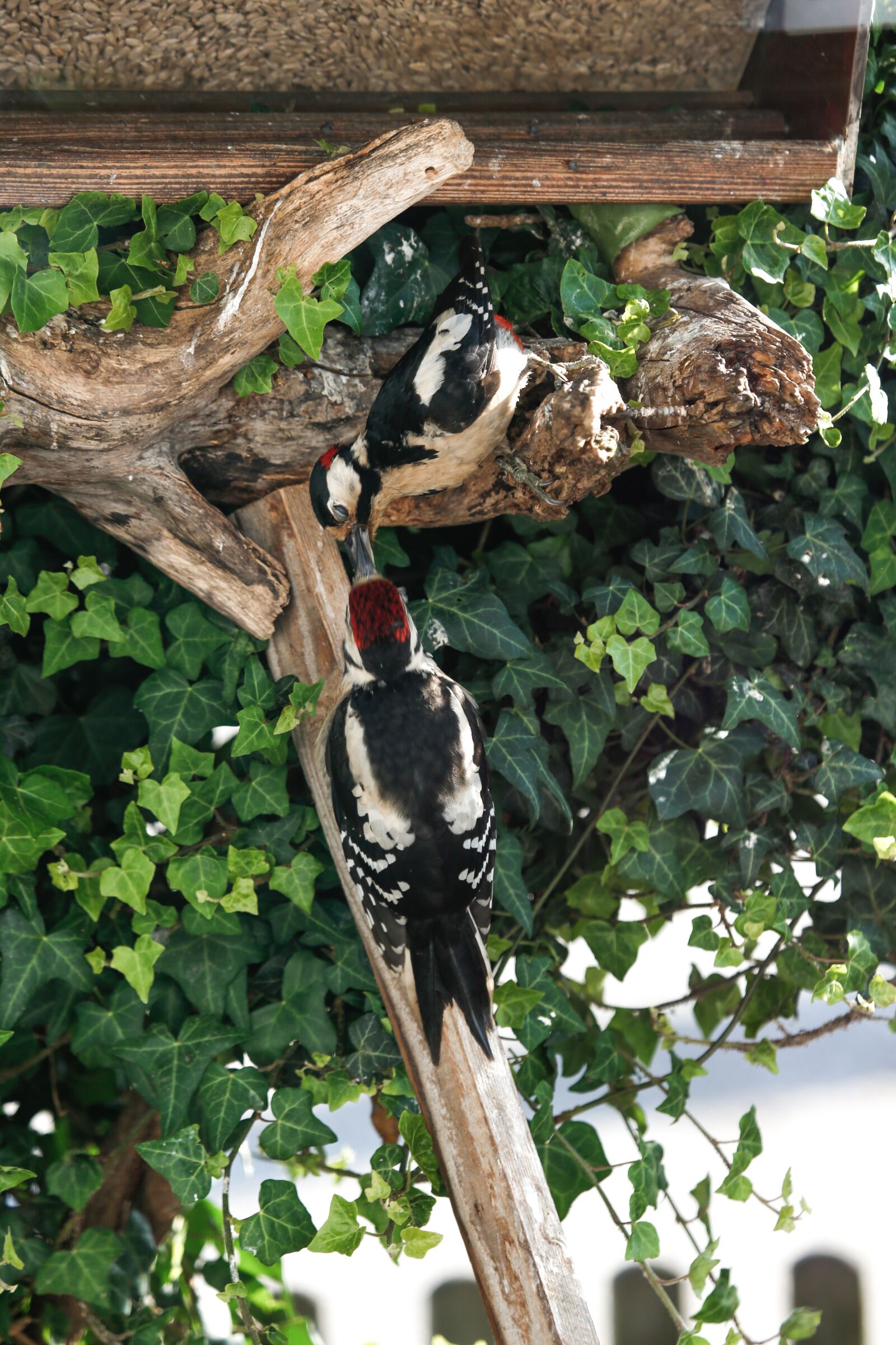 Canon EOS 5D Mark III sample photo. Great spotted woodpecker, woodpecker photography